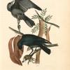 Fish Crow, 1. Male 2. Female (Honey Locust. [Gleditschia triacanthos])