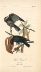 Fish Crow, 1. Male 2. Female (Honey Locust. [Gleditschia triacanthos])