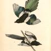 Common Magpie, 1. Male 2. Female