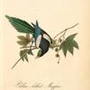 Yellow-billed Magpie, Male (Plantanus)
