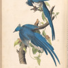 Columbia Magpie or Jay, Male