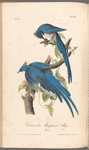 Columbia Magpie or Jay, Male