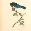 Steller's Jay, Male