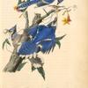 Blue Jay, 1. Male. 2. and 3. Female (Trumpet flower. Bignonia radicans.)