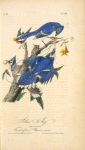 Blue Jay, 1. Male. 2. and 3. Female (Trumpet flower. Bignonia radicans.)