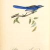Ultramarine Jay, Adult Male
