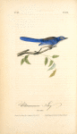 Ultramarine Jay, Adult Male