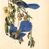Florida Jay, 1. Male 2. Female (Persimontree. Diospyros Virginiana.)