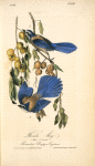 Florida Jay, 1. Male 2. Female (Persimontree. Diospyros Virginiana.)