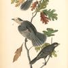 Canada Jay, 1. Male 2. Female 3. Young (White Oak. Quercus alba.)