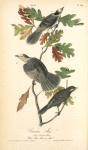 Canada Jay, 1. Male 2. Female 3. Young (White Oak. Quercus alba.)