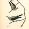 Clarke's Nutcracker, 1. Male 2. Female