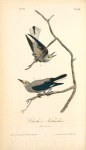 Clarke's Nutcracker, 1. Male 2. Female