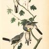 Great American Shrike, 1. Male 2. Female 3. Young (Cratagus. Apiifolia.)