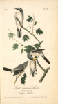 Great American Shrike, 1. Male 2. Female 3. Young (Cratagus. Apiifolia.)