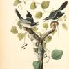 Loggerhead Shrike, 1. Male 2. Female (Greenbriar or Round-leaved Smilax. Smilax Rotundifolia.)