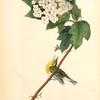 Yellow-throated Vireo or Greenlet, Male (Swamp Snowball. Hydrangea quercifolia.)