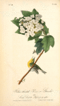 Yellow-throated Vireo or Greenlet, Male (Swamp Snowball. Hydrangea quercifolia.)