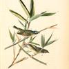 Solitary Vireo or Greenlet, Male (American Cane. Miegia macrosperma)