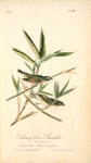 Solitary Vireo or Greenlet, Male (American Cane. Miegia macrosperma)