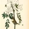White-eyed Vireo or Greenlet, Male (Pride of China, or bead tree. Melia Azedarach.)