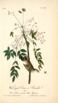 White-eyed Vireo or Greenlet, Male (Pride of China, or bead tree. Melia Azedarach.)