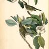 Warbling Vireo or Greenlet, 1. Male 2. Female (Swamp Magnolia.)