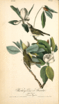 Warbling Vireo or Greenlet, 1. Male 2. Female (Swamp Magnolia.)