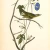 Bartram's Vireo or Greenlet, Male (Ipomea)