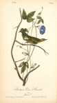 Bartram's Vireo or Greenlet, Male (Ipomea)