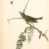 Red-eyed Vireo or Greenlet, Male (Honey-locust)