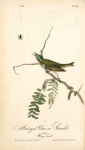 Red-eyed Vireo or Greenlet, Male (Honey-locust)