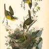 Yellow-breasted Chat, 1., 2., and 3. Male 4. Female (Sweet briar.)
