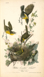 Yellow-breasted Chat, 1., 2., and 3. Male 4. Female (Sweet briar.)