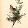 Cedar bird or Cedar Wax-wing, 1. Male 2. Female (Red Cedar. [Juniperus Virginiana])