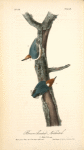 Brown-headed Nuthatch, 1. Male 2. Female