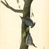Californian Nuthatch, Adults