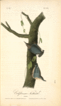 Californian Nuthatch, Adults