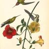 Mango Humming bird, 1. and 2. Males 3. Female (Bignonia grandifolia)