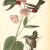 Anna Humming bird, 1. and 2. Males 3. Female (Hibiscus Virginicus.)