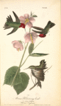 Anna Humming bird, 1. and 2. Males 3. Female (Hibiscus Virginicus.)