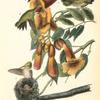 Ruby-throated Humming bird, 1. and 2. Males 3. Female 4. Young (Bignonia -radicans.)