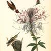 Ruff-necked Humming bird, 1. and 2. Males 3. Female (Cleome heptaphylla)