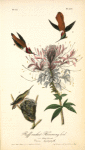 Ruff-necked Humming bird, 1. and 2. Males 3. Female (Cleome heptaphylla)