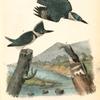 Belted Kingfisher, 1. Male 2. Female