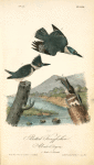 Belted Kingfisher, 1. Male 2. Female