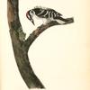 Canadian Woodpecker, Male