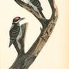 Maria's Woodpecker, 1. Male 2. Female