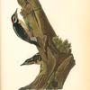 Harris's Woodpecker, 1. Male 2. Female