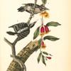 Downy Woodpecker, 1. Male 2. Female